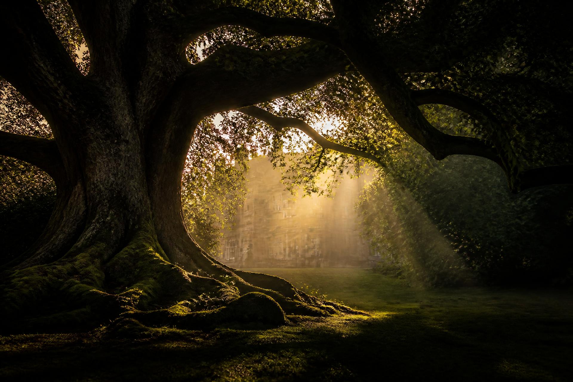 Elite tree preservation on a luxury estate